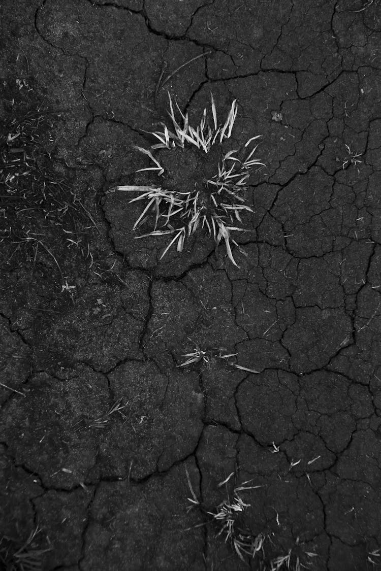 Grass On Cracked Soil