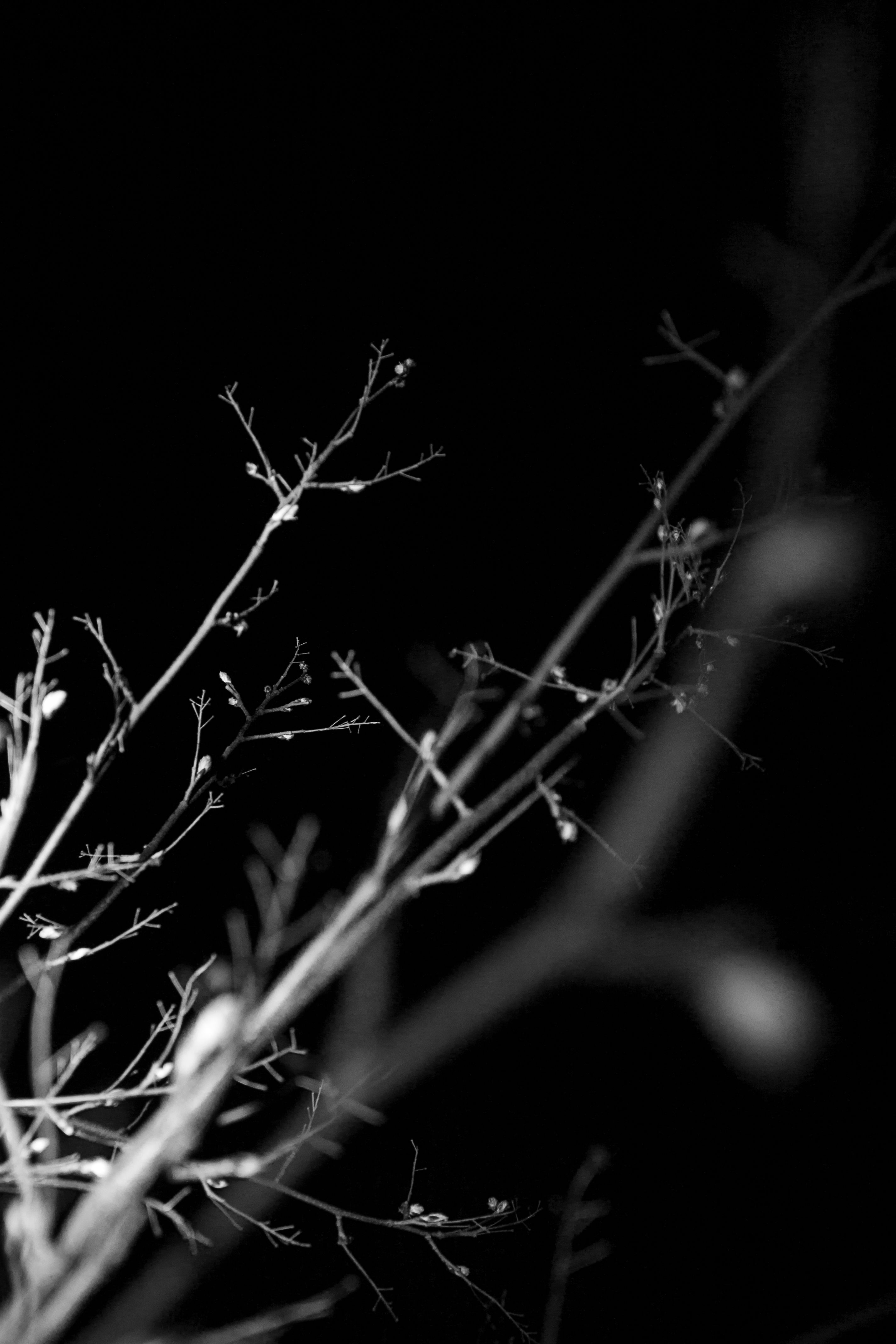 An abstract black and white close-up of tree branches against a dark background.