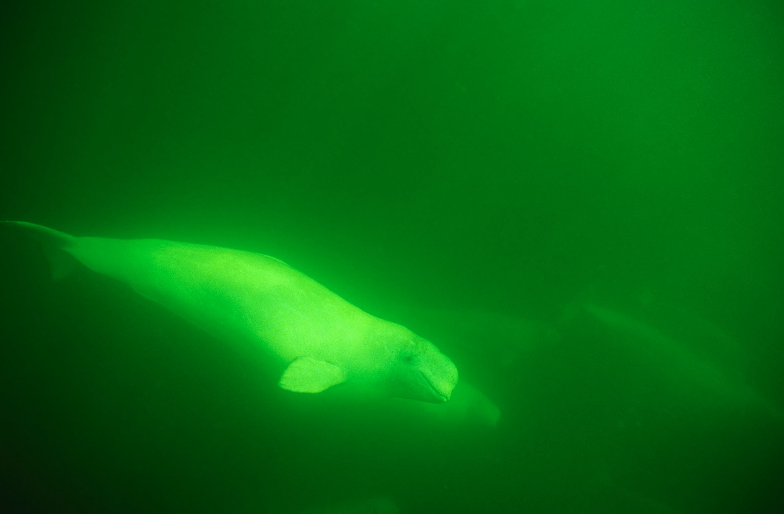 Best Beluga Whale Stock Photos Pictures Royalty Free