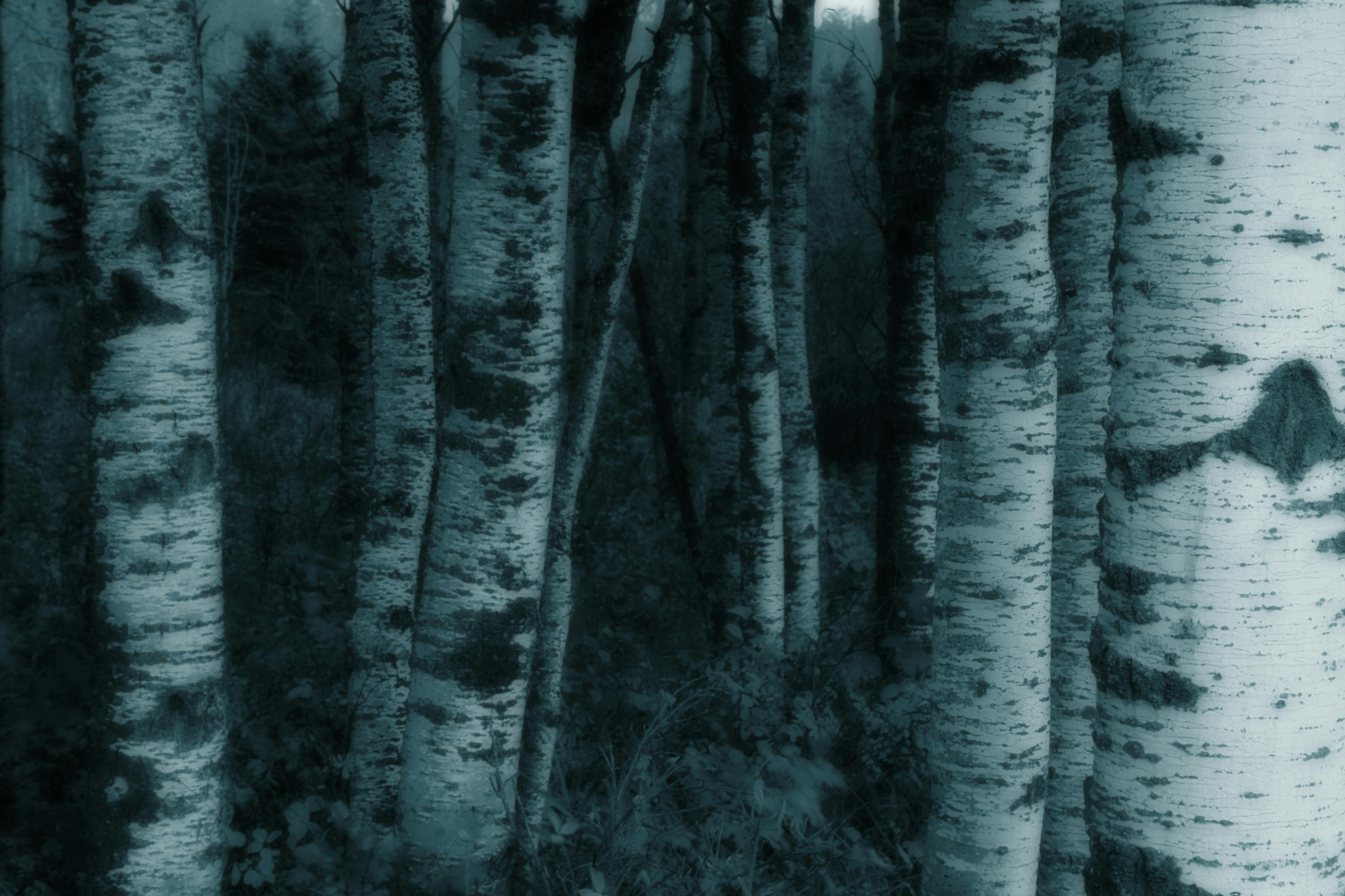 Free stock photo of birch trees, trees