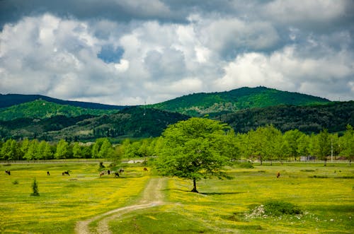 Бесплатное стоковое фото с белые облака, горные хребты, деревья