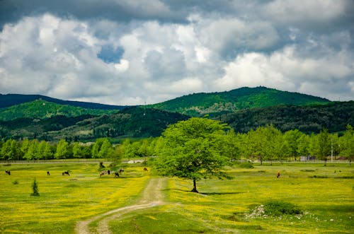 Green Grass Field Near Green Trees Under White Clouds