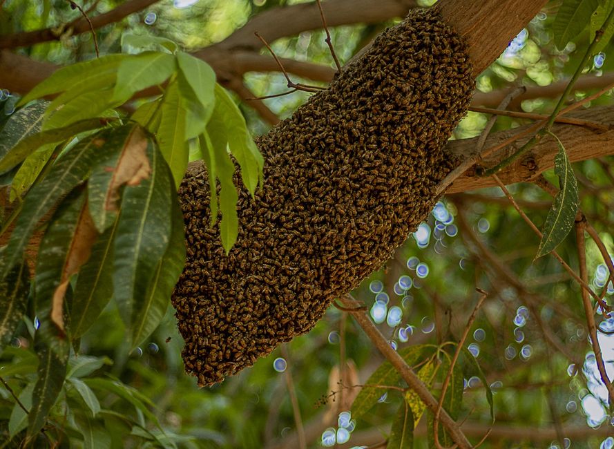 A honey bee swarm clustered on a tree branch, waiting to find a new home
