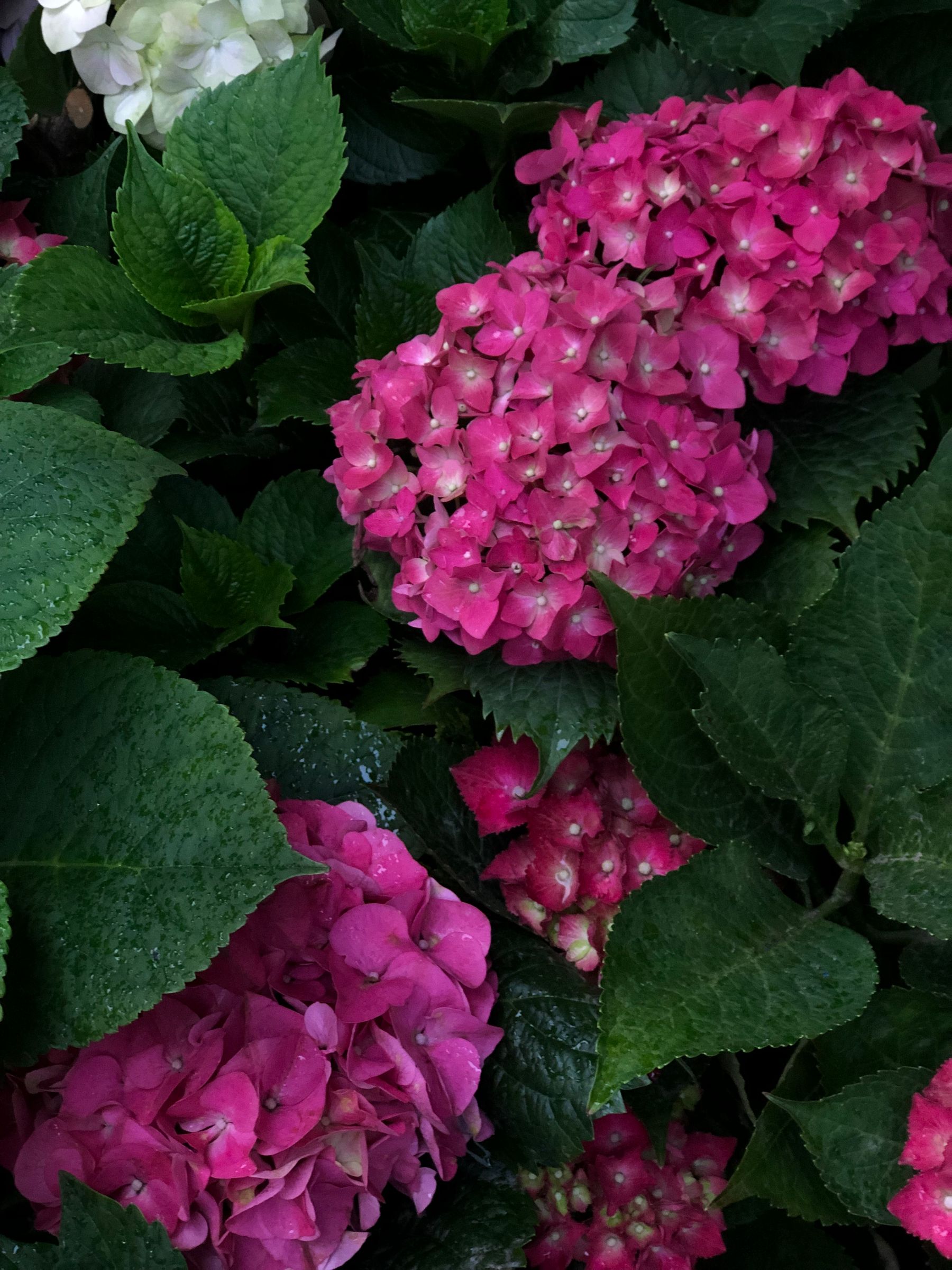 Smooth hydrangea blooms White smooth hydrangea flowers