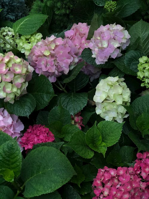 垂直拍摄, 开花植物, 微妙 的 免费素材图片