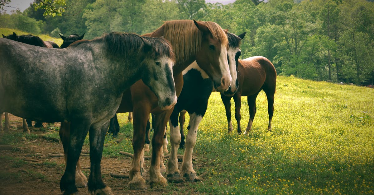 How do you make glue out of horses