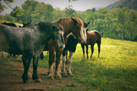 horses