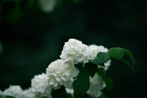 Free White Flowers with Green Leaves Stock Photo