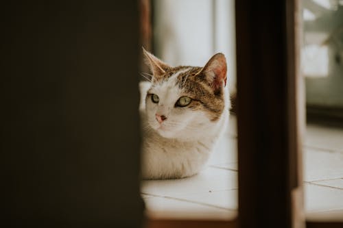 ネコ, ぶち猫, ヘッドショットの無料の写真素材