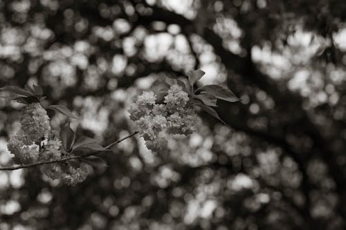 Fotobanka s bezplatnými fotkami na tému botanický, čerešňa, čerešňový kvet