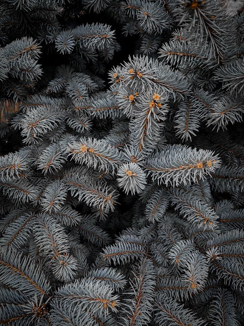A Pine Tree with Pine Cones Hanging on the Branches · Free Stock Photo