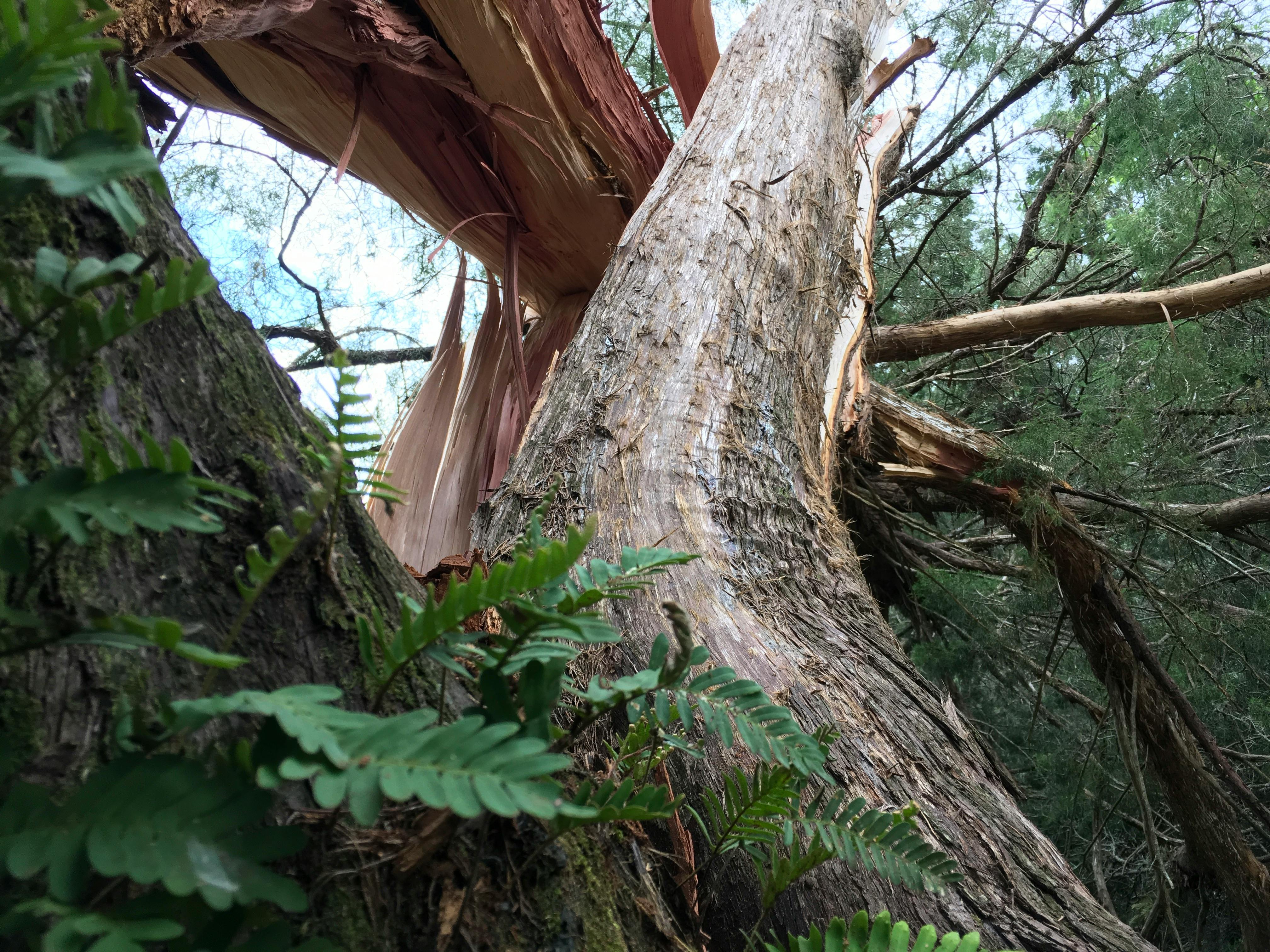 Free stock photo from Laurie · Pexels