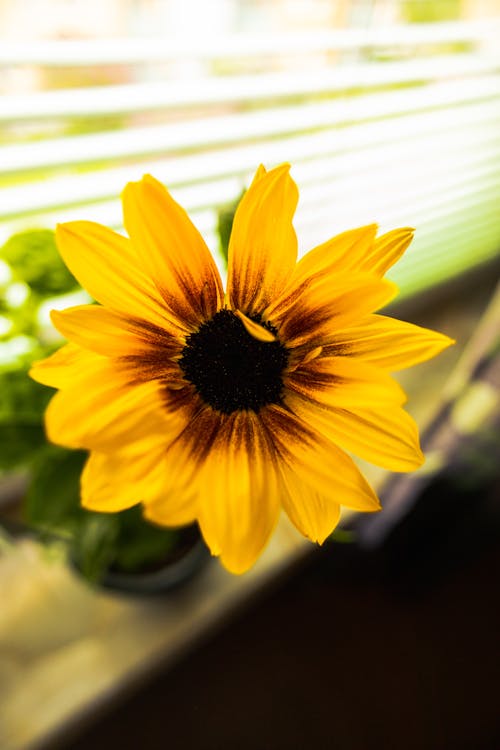 Foto profissional grátis de broto, fechar-se, flor amarela