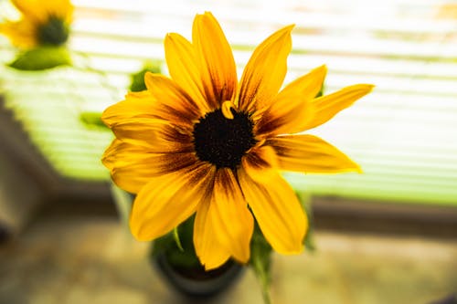 Foto profissional grátis de broto, fechar-se, flor amarela
