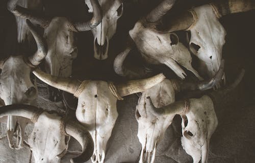 Základová fotografie zdarma na téma děsivý, kosti, kostra