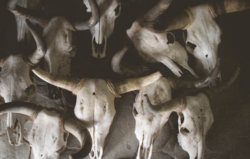 Cattle Skulls