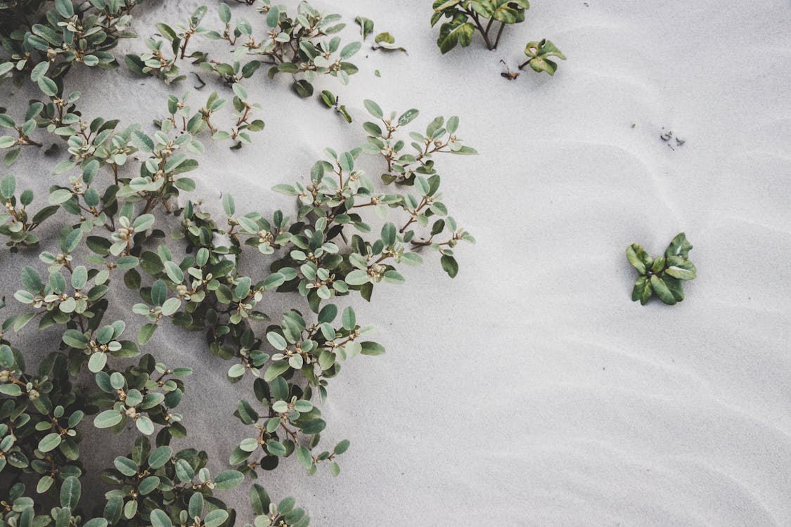 Фото растений на песке
