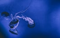 在充满活力的蓝色水族馆环境中，水母优雅漂浮的景色十分迷人