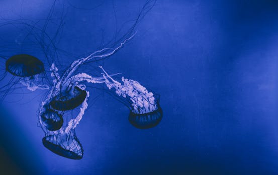 在充满活力的蓝色水族馆环境中，水母优雅漂浮的景色十分迷人