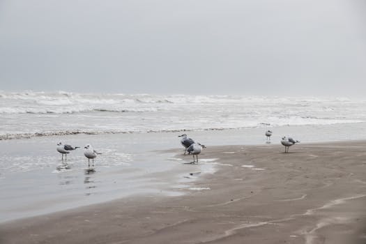 宁静的海滩上，海鸥伫立，背景是轻柔的海浪，捕捉到海岸的宁静