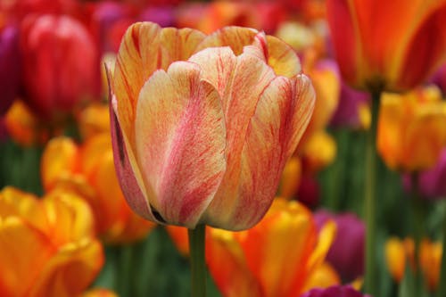 Close Up Photo of Tulip