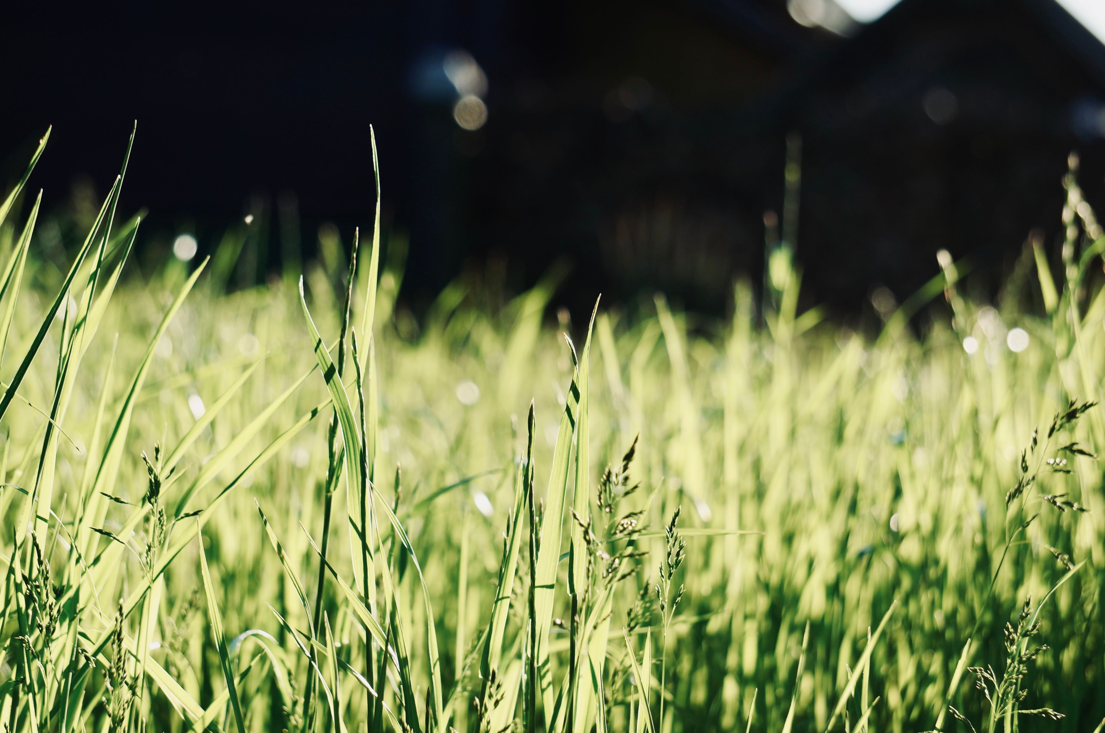Close up of Grass · Free Stock Photo