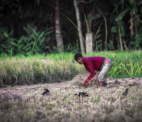 alan, bangladeş te çalışan farner, bangladeşli çiftçi içeren Ücretsiz stok fotoğraf