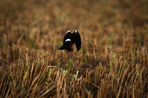 bangladeş te güzel kuşlar, birds_flying, hayvan fotoğrafçılığı içeren Ücretsiz stok fotoğraf