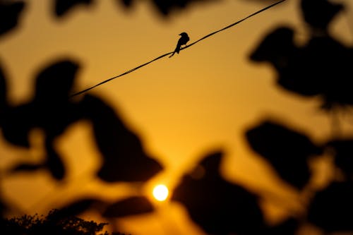 altın rengi gün batımı, doğa, gün batımı içeren Ücretsiz stok fotoğraf