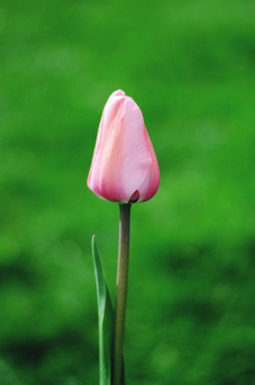 Free A Pink Tulip Stock Photo