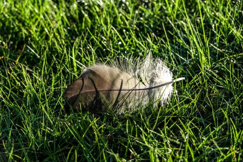 Free A close-up of a single feather resting delicately on fresh morning grass with dew. Stock Photo