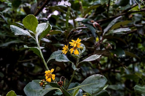 Yellow Flower With Green Leaves