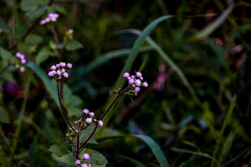 Foto profissional grátis de área, caprina, flora