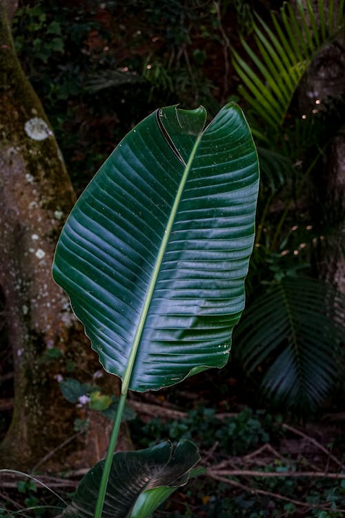 Green Leaf Plant