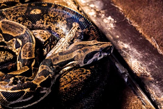 High-resolution close-up of a coiled boa constrictor on a textured surface, showcasing its scales.