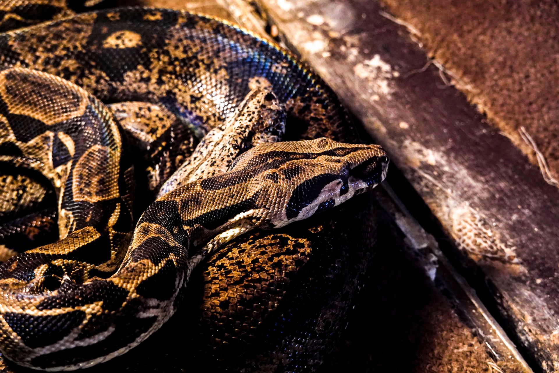 Close-Up Shot of a Snake
