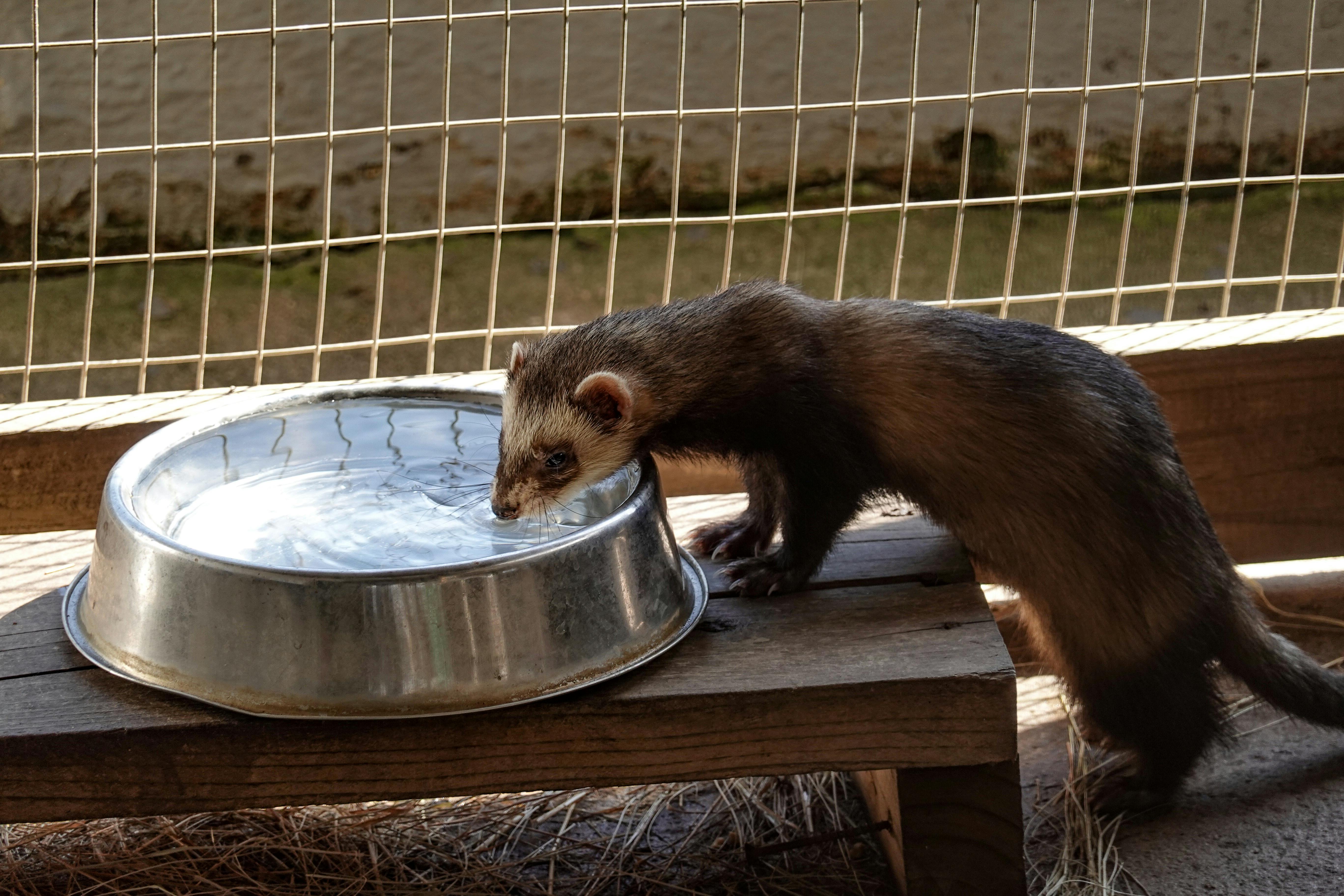 Ferret Drinking Water from Bottle