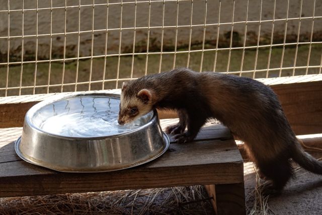 ferret