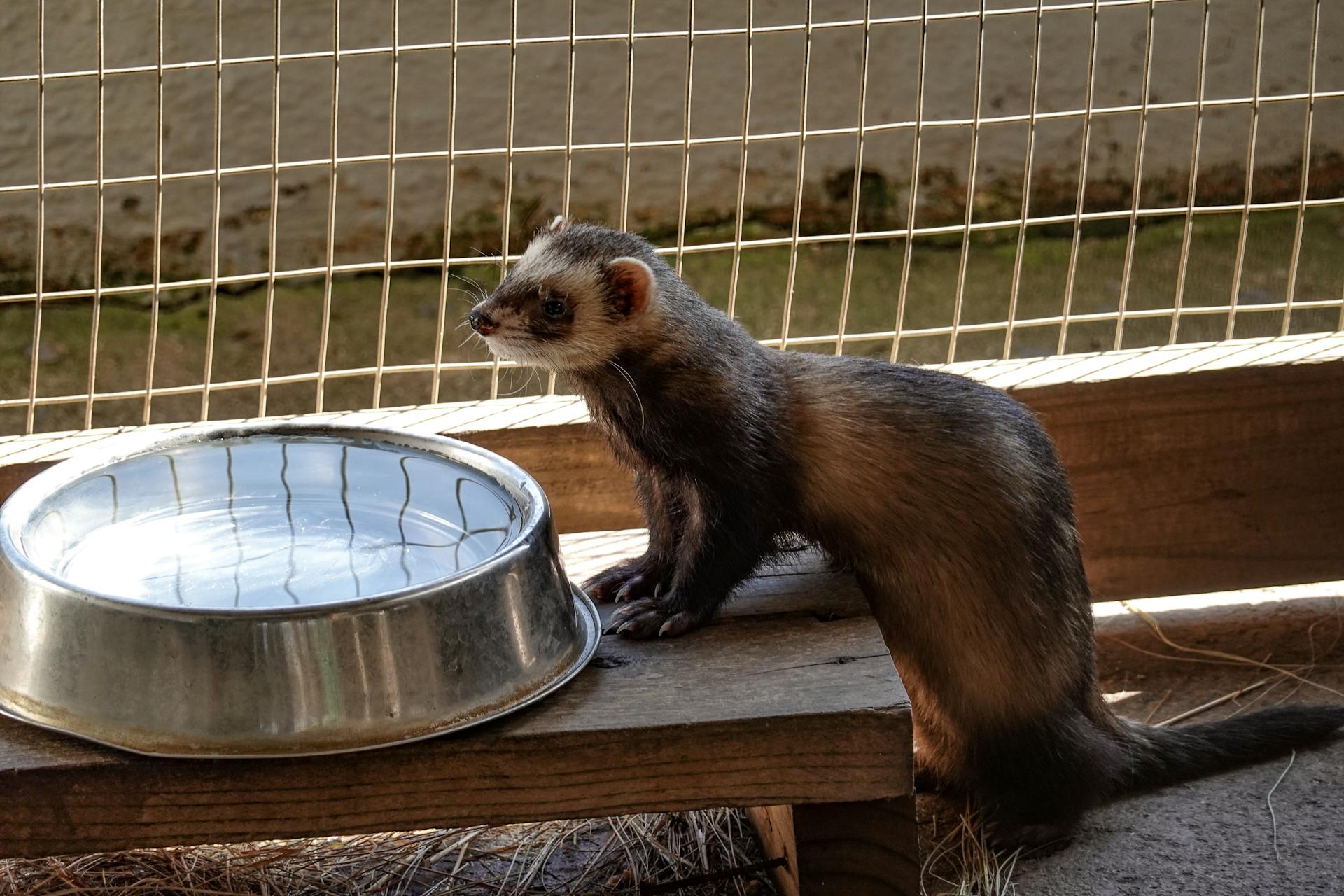 Ferret in a Cage Standing by the Bowl of Water