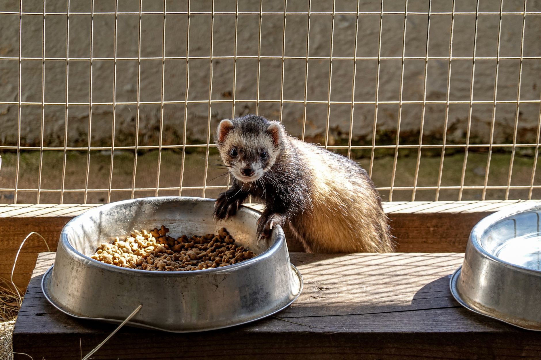 Setting Up a Multi-Level Ferret Enclosure: A Complete Guide