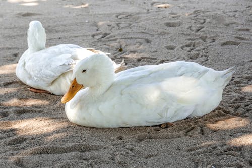 Ducks on the Sand 