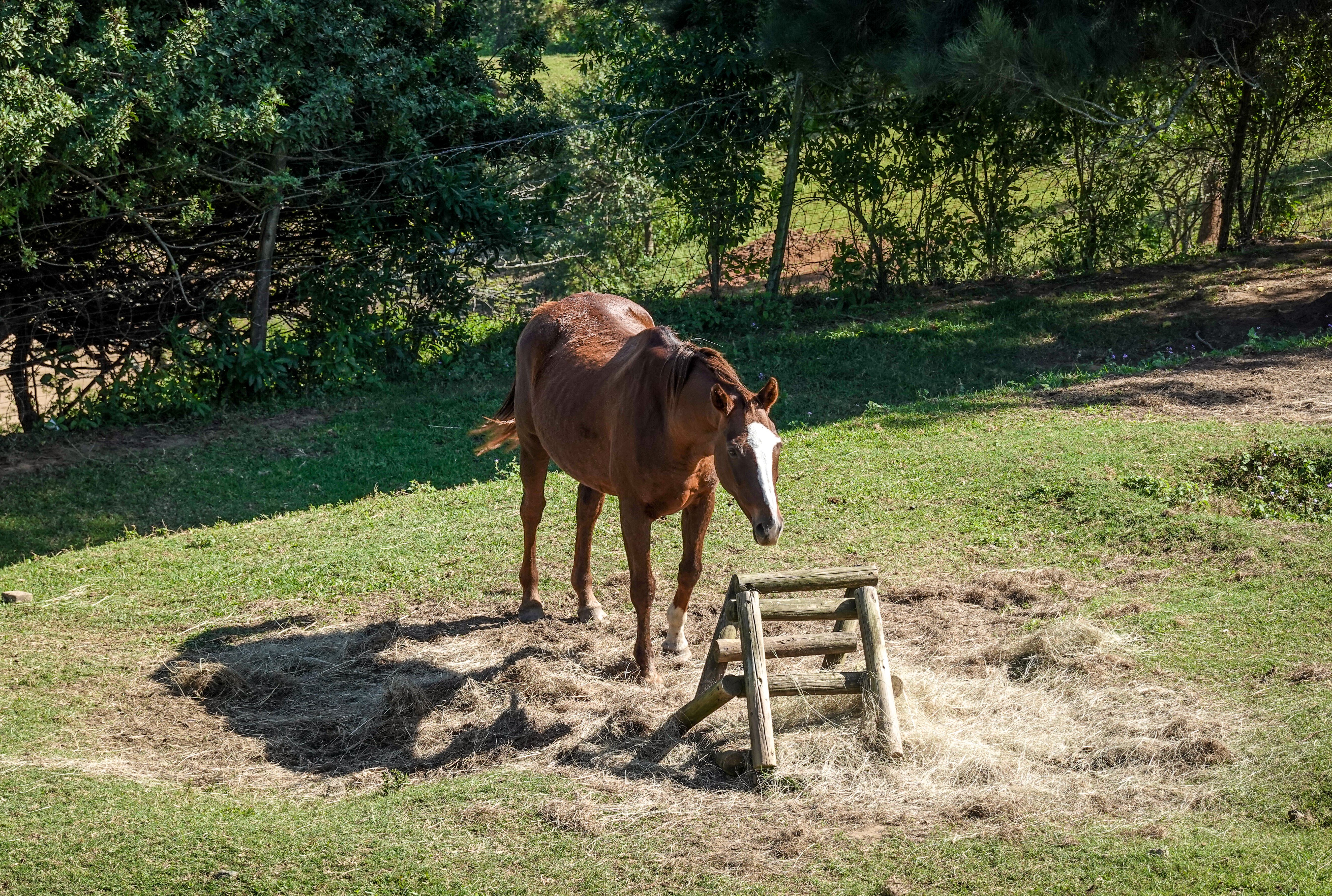 A Brown Horse in a Ranch · Free Stock Photo
