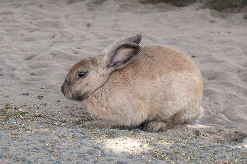 Close Up Photo of Rabbit