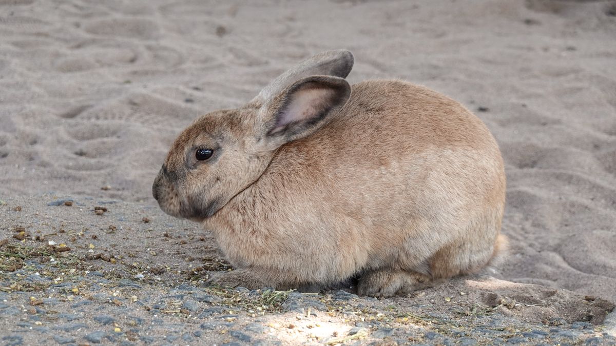 Brown rabbit sitting on a sandy natural surface
