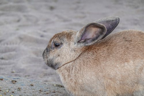 Free ウサギ, バニー, ファームの無料の写真素材 Stock Photo
