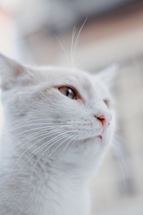 Free A serene close-up portrait of a white domestic cat expressing calmness in an outdoor setting. Stock Photo