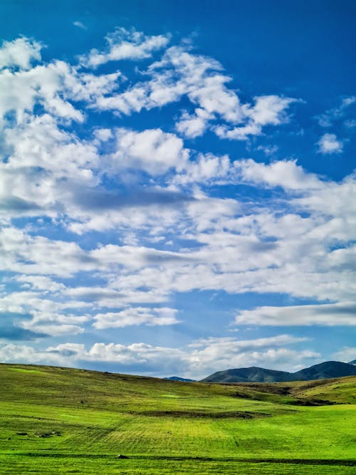 A Green Grass Field Under a Blue Sky