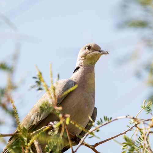 Free A serene close-up of a mourning dove perched on a leafy branch under clear daylight. Stock Photo