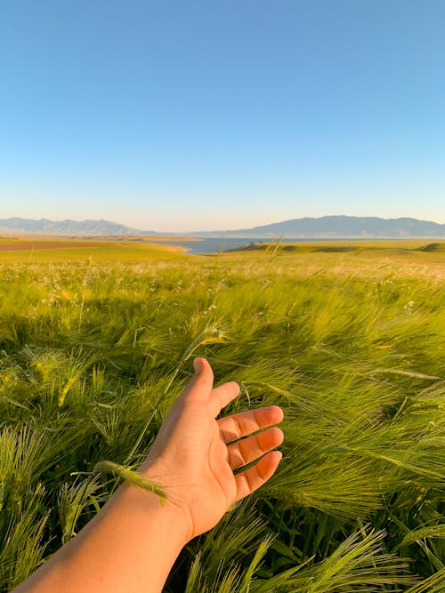 Δωρεάν στοκ φωτογραφιών με γαλάζιος ουρανός, γεωργία, γραφικός Φωτογραφία από στοκ φωτογραφιών