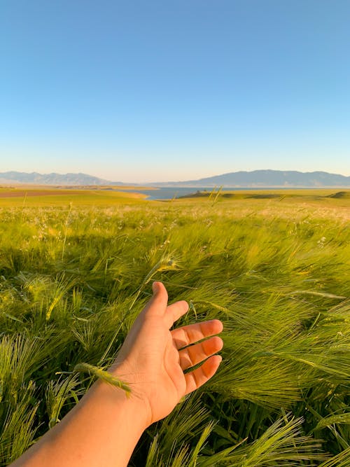 Person Reaching Out with Wheat Field on Background